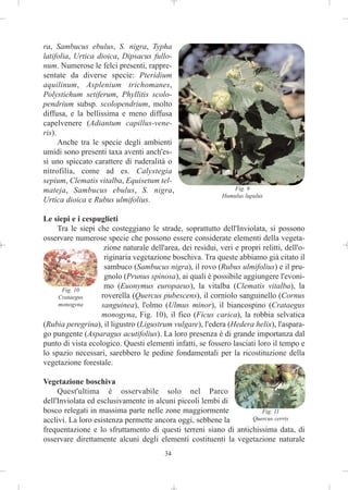 ra, Sambucus ebulus, S. nigra, Typha
latifolia, Urtica dioica, Dipsacus fullo-
num. Numerose le felci presenti, rappre-
sentate da diverse specie: Pteridium
aquilinum, Asplenium trichomanes,
Polystichum setiferum, Phyllitis scolo-
pendrium subsp. scolopendrium, molto
diffusa, e la bellissima e meno diffusa
capelvenere (Adiantum capillus-vene-
ris).
      Anche tra le specie degli ambienti
umidi sono presenti taxa aventi anch'es-
si uno spiccato carattere di ruderalità o
nitrofilia, come ad es. Calystegia
sepium, Clematis vitalba, Equisetum tel-
mateja, Sambucus ebulus, S. nigra,                              Fig. 9
                                                            Humulus lupulus
Urtica dioica e Rubus ulmifolius.

Le siepi e i cespuglieti
    Tra le siepi che costeggiano le strade, soprattutto dell'Inviolata, si possono
osservare numerose specie che possono essere considerate elementi della vegeta-
                    zione naturale dell'area, dei residui, veri e propri relitti, dell'o-
                    riginaria vegetazione boschiva. Tra queste abbiamo già citato il
                    sambuco (Sambucus nigra), il rovo (Rubus ulmifolius) e il pru-
                    gnolo (Prunus spinosa), ai quali è possibile aggiungere l'evoni-
      Fig. 10
                    mo (Euonymus europaeus), la vitalba (Clematis vitalba), la
     Crataegus     roverella (Quercus pubescens), il corniolo sanguinello (Cornus
     monogyna      sanguinea), l'olmo (Ulmus minor), il biancospino (Crataegus
                   monogyna, Fig. 10), il fico (Ficus carica), la robbia selvatica
(Rubia peregrina), il ligustro (Ligustrum vulgare), l'edera (Hedera helix), l'aspara-
go pungente (Asparagus acutifolius). La loro presenza è di grande importanza dal
punto di vista ecologico. Questi elementi infatti, se fossero lasciati loro il tempo e
lo spazio necessari, sarebbero le pedine fondamentali per la ricostituzione della
vegetazione forestale.

Vegetazione boschiva
     Quest'ultima è osservabile solo nel Parco
dell'Inviolata ed esclusivamente in alcuni piccoli lembi di
bosco relegati in massima parte nelle zone maggiormente             Fig. 11
acclivi. La loro esistenza permette ancora oggi, sebbene la      Quercus cerris
frequentazione e lo sfruttamento di questi terreni siano di antichissima data, di
osservare direttamente alcuni degli elementi costituenti la vegetazione naturale
                                         34
 