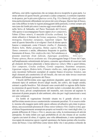 dell'area, cioè della vegetazione che un tempo doveva ricoprirla in gran parte. Lo
strato arboreo di questi boschi, governati a ceduo composto, è costituito soprattut-
to da querce, per lo più cerro (Quercus cerris, Fig. 11) e farnia (Q. robur), quest'ul-
tima particolarmente abbondante nei pressi dei corsi d'acqua. Questo tipo di bosco,
una volta diffuso in tutte le regioni pianeggianti della penisola, è ormai sempre più
raro (uno dei lembi più estesi è ancora oggi osservabile ad es.
nella Selva di Sabaudia, nel Parco Nazionale del Circeo).
Alle querce si accompagnano l'acero oppio (Acer campestre),
l'olmo (Ulmus minor), il nocciolo (Corylus avellana). Lo
strato arbustivo è formato da Cornus sanguinea, Crataegus
monogyna, Euonymus europaeus, Ligustrum vulgare. Sui
rami di queste fanerofite si avvolgono i fusti di alcune specie
lianose o rampicanti, come Clematis vitalba, C. flammula,
Hedera helix, Rubia peregrina, Smilax aspera (Fig. 12),
Tamus communis e anche, abbastanza frequente in qualche
frammento di bosco, Vitis vinifera (la vite). Nel sottobosco si              Fig. 12
possono osservare Arum italicum, Asparagus acutifolius,                   Smilax aspera
Prunus spinosa, Ruscus aculeatus ecc. Una passeggiata lungo il Fosso del Cupo,
nell'ampliamento settentrionale del parco, consente agevolmente di osservare tutti
gli elementi del bosco planiziale a farnia (Quercus robur). Oltre a quest’ultimo,
Acer campestre, Corylus avellana, Cornus sanguinea, Euonimus europaeus,
Ligustrum vulgare, Hedera helix, Clematis vitalba ecc., tutte già citate, vi si pos-
sono incontrare bellissimi esemplari di carpino bianco (Carpinus betulus), uno
degli elementi più caratteristici di tali boschi, che non era stato invece osservato
all'interno dell'attuale perimetro del Parco.
      I boschi dell'Inviolata sono oggi piuttosto degradati, aperti, ospitanti spesso
elementi tipici di ambienti diversi (degli incolti, dei coltivi, dei luoghi umidi),
estranei a quello boschivo. Tali elementi sono ossertvabili in ragione della limita-
ta estensione di questi boschi, i quali, del tutto isolati e circondati dai coltivi, bor-
dati dai fossi, privati completamente del mantello, non riescono ad arginare le
intrusioni di piante proprie di altri ambienti, oltre che per i tagli (autorizzati e non)
cui sono sottoposti.
      Un lembo di vegetazione forestale situato tra il grande uliveto e via
dell'Inviolata mostra invece caratteristiche veramente peculiari. Vi si osserva infat-
ti, insieme alla maggior parte delle specie arboree ed arbustive già citate in prece-
denza, una eccezionale presenza di Ulmus minor (olmo) e Vitis vinifera (vite), que-
st'ultima frequentemente arrampicata proprio sui tronchi o tra i rami degli olmi. La
grande diffusione di Ulmus e Vitis è, ancora una volta, la testimonianza di attività
antropiche. Si tratta infatti con ogni probabilità di ciò che rimane di un vecchio
vigneto con tutori di olmo; il vigneto, una volta abbandonato, è stato rapidamente
rioccupato da numerose specie vegetali spontanee che hanno portato alla ricostitu-
zione del bosco. L'uso dell'olmo come tutore della vite è una pratica colturale da
                                            35
 