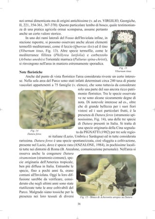 noi ormai dimenticata ma di origini antichissime (v. ad es. VIRGILIO, Georgiche,
II, 221, 354-361, 367-370). Questo particolare lembo di bosco, quale testimonian-
za di una pratica agricola ormai scomparsa, assume pertanto
anche un certo valore storico.
     In uno dei rami laterali del Fosso dell'Inviolata infine, in
stazione rupestre, si possono osservare anche alcuni elementi
termofili mediterranei, come il leccio (Quercus ilex) ed il tino
(Viburnum tinus, Fig. 13). Altre specie termofile, come le
mediterranee fillirea (Phillyrea latifolia) e corbezzolo
(Arbutus unedo) e l'orientale marruca (Paliurus spina-christi),
si rinvengono nell'area in maniera estremamente sporadica.
                                                                                 Fig. 13
Note floristiche                                                             Viburnum tinus

     Anche dal punto di vista floristico l'area considerata riveste un certo interes-
se. Nella sola area del Parco sono stati infatti determinati circa 240 taxa di piante
vascolari appartenenti a 75 famiglie (v. elenco), che sono tuttavia da considerare
                                             solo una parte del suo ancora ricco patri-
                                              monio floristico. Tra le specie osservate
                                              ve ne sono alcune sicuramente degne di
                                              nota. Di notevole interesse ad es., oltre
                                              che di grande bellezza per i suoi fiori
                                              vistosi ed i suoi particolari frutti, è la
                                              presenza di Datura ferox (stramonio spi-
                                              nosissimo, Fig. 14), una delle tre specie
                                              di Datura presenti in Italia. Si tratta di
                                              una specie originaria della Cina segnala-
         Fig. 14
       Datura ferox
                                            ta da PIGNATTI (1982) per tre sole regio-
                       ni italiane (Lazio, Umbria e Sardegna) ed in tutte considerata
rarissima. Datura ferox è una specie spontaneizzata, cioè sfuggita a coltivazione,
presente nel Lazio, dove è specie rara (ANZALONE, 1984), in pochissime locali-
tà tutte nei dintorni di Roma (B. Anzalone, comunicazione personale). Nell'area si
osserva anche la congenere Datura
stramonium (stramonio comune), spe-
cie originaria dell'America tropicale,
ben più diffusa in Italia. Entrambe le
specie, fino a pochi anni fa, erano
comuni all'Inviolata. Oggi la loro dif-
fusione sarebbe da verificare, consi-
derato che negli ultimi anni sono state
riutilizzate tutte le aree coltivabili del
Parco. Malgrado siano tossiche per la
presenza nei loro tessuti di diversi           Fig. 15 - Bruco di Acherontia atropos su Datura

                                               36
 