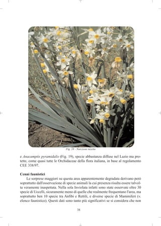 Fig. 18 - Narcissus tazetta

e Anacamptis pyramidalis (Fig. 19), specie abbastanza diffuse nel Lazio ma pro-
tette, come quasi tutte le Orchidaceae della flora italiana, in base al regolamento
CEE 338/97.

Cenni faunistici
    Le sorprese maggiori su questa area apparentemente degradata derivano però
soprattutto dall'osservazione di specie animali la cui presenza risulta essere talvol-
ta veramente inaspettata. Nella sola Inviolata infatti sono state osservate oltre 30
specie di Uccelli, sicuramente meno di quelle che realmente frequentano l'area, ma
soprattutto ben 10 specie tra Anfibi e Rettili, e diverse specie di Mammiferi (v.
elenco faunistico). Questi dati sono tanto più significativi se si considera che non

                                          38
 