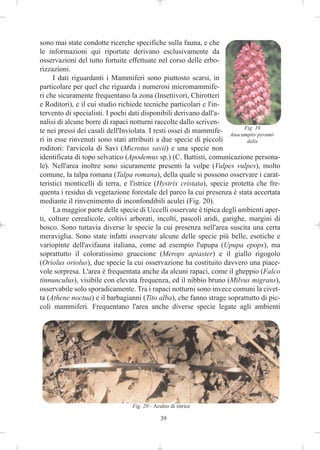 sono mai state condotte ricerche specifiche sulla fauna, e che
le informazioni qui riportate derivano esclusivamente da
osservazioni del tutto fortuite effettuate nel corso delle erbo-
rizzazioni.
     I dati riguardanti i Mammiferi sono piuttosto scarsi, in
particolare per quel che riguarda i numerosi micromammife-
ri che sicuramente frequentano la zona (Insettivori, Chirotteri
e Roditori), e il cui studio richiede tecniche particolari e l'in-
tervento di specialisti. I pochi dati disponibili derivano dall'a-
nalisi di alcune borre di rapaci notturni raccolte dallo scriven-
te nei pressi dei casali dell'Inviolata. I resti ossei di mammife- Anacamptis19
                                                                          Fig.
                                                                                pyrami-
ri in esse rinvenuti sono stati attribuiti a due specie di piccoli         dalis
roditori: l'arvicola di Savi (Microtus savii) e una specie non
identificata di topo selvatico (Apodemus sp.) (C. Battisti, comunicazione persona-
le). Nell'area inoltre sono sicuramente presenti la volpe (Vulpes vulpes), molto
comune, la talpa romana (Talpa romana), della quale si possono osservare i carat-
teristici monticelli di terra, e l'istrice (Hystrix cristata), specie protetta che fre-
quenta i residui di vegetazione forestale del parco la cui presenza è stata accertata
mediante il rinvenimento di inconfondibili aculei (Fig. 20).
     La maggior parte delle specie di Uccelli osservate è tipica degli ambienti aper-
ti, colture cerealicole, coltivi arborati, incolti, pascoli aridi, garighe, margini di
bosco. Sono tuttavia diverse le specie la cui presenza nell'area suscita una certa
meraviglia. Sono state infatti osservate alcune delle specie più belle, esotiche e
variopinte dell'avifauna italiana, come ad esempio l'upupa (Upupa epops), ma
soprattutto il coloratissimo gruccione (Merops apiaster) e il giallo rigogolo
(Oriolus oriolus), due specie la cui osservazione ha costituito davvero una piace-
vole sorpresa. L'area è frequentata anche da alcuni rapaci, come il gheppio (Falco
tinnunculus), visibile con elevata frequenza, ed il nibbio bruno (Milvus migrans),
osservabile solo sporadicamente. Tra i rapaci notturni sono invece comuni la civet-
ta (Athene noctua) e il barbagianni (Tito alba), che fanno strage soprattutto di pic-
coli mammiferi. Frequentano l'area anche diverse specie legate agli ambienti




                                 Fig. 20 - Aculeo di istrice

                                              39
 