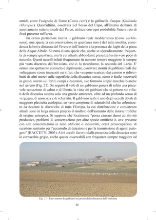 umidi, come l'usignolo di fiume (Cettia cetti) e la gallinella d'acqua (Gallinula
chloropus). Quest'ultima, osservata nel Fosso del Cupo, all'interno dell'area di
ampliamento settentrionale del Parco, utilizza con ogni probabilità l'intera rete di
fossi presente nell'area.
     Un cenno particolare merita il gabbiano reale mediterraneo (Larus cachin-
nans), una specie la cui osservazione in quest'area non è del tutto insolita, consi-
derata la breve distanza del Tevere e dell'Aniene e la presenza dei laghi della piana
delle Acque Albule. Si tratta di una specie che, anche se sporadicamente, frequen-
ta da sempre quest'area, ma la cui attuale abbondante presenza ha davvero poco di
naturale. Questi uccelli infatti frequentano in numero sempre maggiore la sempre
più vasta discarica dell'Inviolata, che è, lo ricordiamo, la seconda del Lazio. E'
ormai uno spettacolo consueto e deprimente, osservare stormi di gabbiani reali che
volteggiano come impazziti sui rifiuti che vengono scaricati dai camion o ridistri-
buiti da altri mezzi sulla superficie della discarica stessa, come è facile osservarli
in grandi stormi sui fertili campi circostanti, ove formano ampie macchie bianche
nel terreno (Fig. 21). Se seguire il volo di un gabbiano genera di solito una piace-
vole sensazione di calma e di libertà, la vista dei gabbiani che si gettano sui rifiu-
ti della discarica suscita solo una grande amarezza, oltre ad un profondo senso di
vergogna, di sporcizia e di schiavitù. Il gabbiano reale è uno degli uccelli dotati di
maggiore plasticità ecologica, un vero campione di adattabilità che ha colonizza-
to da decenni le discariche di tutta l'Europa, la cui distribuzione e consistenza
attuali sono in larga misura proprio il risultato dell'aumento delle risorse trofiche
di origine antropica. Si suppone che localmente "possa causare danni ad attività
produttive, problemi di conservazione per altre specie ornitiche e, ove presente
con alte concentrazioni in zone edificate o industriali, desta preoccupazioni di
carattere sanitario per l'accumulo di deiezioni e per la trasmissione di agenti pato-
geni" (BACCETTI, 2003). Altri uccelli favoriti dalla presenza della discarica sono
le cornacchie grigie, anche queste osservabili con frequenza sempre maggiore ed




              Fig. 21 - Uno stormo di gabbiani nei pressi della discarica dell’Inviolata

                                                40
 