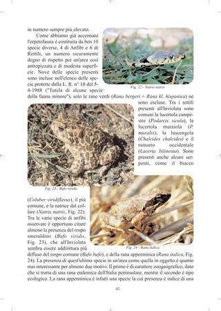 in numero sempre più elevato.
     Come abbiamo già accennato
l'erpetofauna è costituita da ben 10
specie diverse, 4 di Anfibi e 6 di
Rettili, un numero sicuramente
degno di rispetto per un'area così
antropizzata e di modesta superfi-
cie. Nove delle specie presenti
sono incluse nell'elenco delle spe-
cie protette dalla L. R. n° 18 del 5-
                                                 Fig. 22 - Natrix natrix
4-1988 ("Tutela di alcune specie
della fauna minore"), solo le rane verdi (Rana bergeri + Rana kl. hispanica) ne
                                                      sono escluse. Tra i rettili
                                                      presenti all'Inviolata sono
                                                      comuni la lucertola campe-
                                                      stre (Podarcis sicula), la
                                                      lucertola muraiola (P.
                                                      muralis), la luscengola
                                                      (Chalcides chalcides) e il
                                                      ramarro            occidentale
                                                      (Lacerta bilineata). Sono
                                                      presenti anche alcuni ser-
                                                      penti, come il biacco



        Fig. 23 - Bufo viridis


(Coluber viridiflavus), il più
comune, e la natrice dal col-
lare (Natrix natrix, Fig. 22).
Tra le varie specie di anfibi
osservate è opportuno citare
almeno la presenza del rospo
smeraldino (Bufo viridis,
Fig. 23), che all'Inviolata
sembra essere addirittura più                      Fig. 24 - Rana italica
diffuso del rospo comune (Bufo bufo), e della rana appenninica (Rana italica, Fig.
24). La presenza di quest'ultima specie in un'area come quella in oggetto è quanto
mai interessante per almeno due motivi. Il primo è di carattere zoogeografico, dato
che si tratta di una rana endemica dell'Italia peninsulare, mentre il secondo è tipo
ecologico. La rana appenninica è infatti una specie la cui presenza è indice di una
                                            41
 