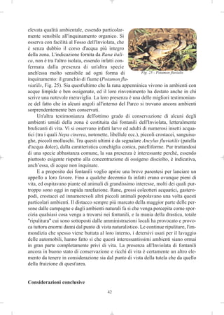 elevata qualità ambientale, essendo particolar-
mente sensibile all'inquinamento organico. Si
osserva con facilità al Fosso dell'Inviolata, che
è senza dubbio il corso d'acqua più integro
della zona. L'indicazione fornita da Rana itali-
ca, non è tra l'altro isolata, essendo infatti con-
fermata dalla presenza di un'altra specie
anch'essa molto sensibile ad ogni forma di                  Fig. 25 - Potamon fluvialis
inquinamento: il granchio di fiume (Potamon flu-
viatilis, Fig. 25). Sia quest'ultimo che la rana appenninica vivono in ambienti con
acque limpide e ben ossigenate, ed il loro rinvenimento ha destato anche in chi
scrive una notevole meraviglia. La loro presenza è una delle migliori testimonian-
ze del fatto che in alcuni angoli all'interno del Parco si trovano ancora ambienti
sorprendentemente ben conservati.
      Un'altra testimonianza dell'ottimo grado di conservazione di alcuni degli
ambienti umidi della zona è costituita dai fontanili dell'Inviolata, letteralmente
brulicanti di vita. Vi si osservano infatti larve ed adulti di numerosi insetti acqua-
tici (tra i quali Nepa cinerea, notonette, libellule ecc.), piccoli crostacei, sanguisu-
ghe, piccoli molluschi. Tra questi ultimi è da segnalare Ancylus fluviatilis (patella
d'acqua dolce), dalla caratteristica conchiglia conica, patelliforme. Pur trattandosi
di una specie abbastanza comune, la sua presenza è interessante perché, essendo
piuttosto esigente rispetto alla concentrazione di ossigeno disciolto, è indicativa,
anch’essa, di acque non inquinate.
      E a proposito dei fontanili voglio aprire una breve parentesi per lanciare un
appello a loro favore. Fino a qualche decennio fa infatti erano ovunque pieni di
vita, ed ospitavano piante ed animali di grandissimo interesse, molti dei quali pur-
troppo sono oggi in rapida rarefazione. Rane, grossi coleotteri acquatici, gastero-
podi, crostacei ed innumerevoli altri piccoli animali popolavano una volta questi
particolari ambienti. Il distacco sempre più marcato della maggior parte delle per-
sone dalle campagne e dagli ambienti naturali fa sì che venga percepita come spor-
cizia qualsiasi cosa venga a trovarsi nei fontanili, e la mania della drastica, totale
"ripulitura" cui sono sottoposti dalle amministrazioni locali ha provocato e provo-
ca tuttora enormi danni dal punto di vista naturalistico. Le continue ripuliture, l'im-
mondizia che spesso viene buttata al loro interno, i detersivi usati per il lavaggio
delle automobili, hanno fatto sì che questi interessantissimi ambienti siano ormai
in gran parte completamente privi di vita. La presenza all'Inviolata di fontanili
ancora in buono stato di conservazione e ricchi di vita è certamente un altro ele-
mento da tenere in considerazione sia dal punto di vista della tutela che da quello
della fruizione di quest'area.


Considerazioni conclusive
                                         42
 