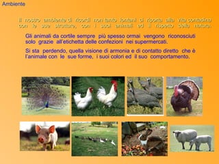 Ambiente

     Il nostro ambiente di ricordi non tanto lontani ci riporta alla vita contadina
     con le sue strutture, con i suoi animali ed il rispetto della natura.
           Gli animali da cortile sempre più spesso ormai vengono riconosciuti
           solo grazie all’etichetta delle confezioni nei supermercati.
           Si sta perdendo, quella visione di armonia e di contatto diretto che è
           l’animale con le sue forme, i suoi colori ed il suo comportamento.
 