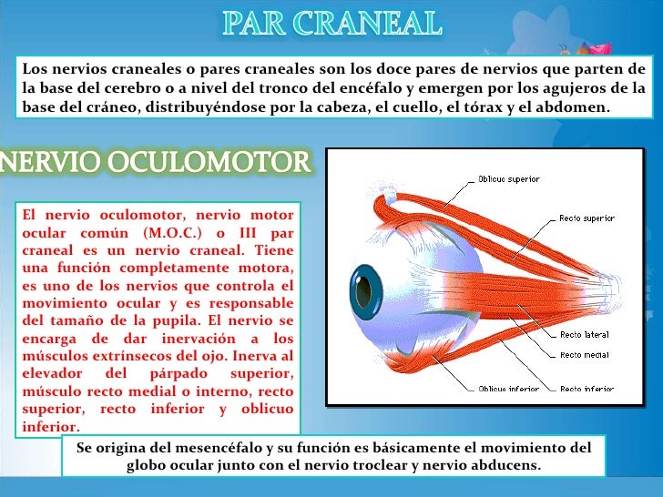Nervio Oculomotor : III par craneal