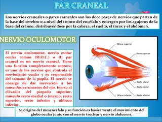 Los nervios craneales o pares craneales son los doce pares de nervios que parten de
la base del cerebro o a nivel del tronco del encéfalo y emergen por los agujeros de la
base del cráneo, distribuyéndose por la cabeza, el cuello, el tórax y el abdomen.




El nervio oculomotor, nervio motor
ocular común (M.O.C.) o III par
craneal es un nervio craneal. Tiene
una función completamente motora,
es uno de los nervios que controla el
movimiento ocular y es responsable
del tamaño de la pupila. El nervio se
encarga de dar inervación a los
músculos extrínsecos del ojo. Inerva al
elevador    del    párpado     superior,
músculo recto medial o interno, recto
superior, recto inferior y oblicuo
inferior.
        Se origina del mesencéfalo y su función es básicamente el movimiento del
                globo ocular junto con el nervio troclear y nervio abducens.
 