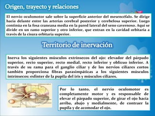 El nervio oculomotor sale sobre la superficie anterior del mesencéfalo. Se dirige
hacia delante entre las arterias cerebral posterior y cerebelosa superior. Luego
continúa en la fosa craneana media en la pared lateral del seno cavernoso. Aquí se
divide en un ramo superior y otro inferior, que entran en la cavidad orbitaria a
través de la cisura orbitaria superior.




Inerva los siguientes músculos extrínsecos del ojo: elevador del párpado
superior, recto superior, recto medial, recto inferior y oblicuo inferior. A
través de su rama para el ganglio ciliar y de los nervios ciliares cortos
también proporciona fibras parasimpáticas a los siguientes músculos
intrínsecos: esfínter de la pupila del iris y músculos ciliares.


                              Por lo tanto, el nervio oculomotor es
                              completamente motor y es responsable de
                              elevar el párpado superior, de girar el ojo hacia
                              arriba, abajo y medialmente, de contraer la
                              pupila y de acomodar el ojo.
 