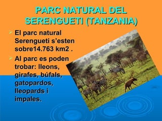 PARC NATURAL DELPARC NATURAL DEL
SERENGUETI (TANZANIA)SERENGUETI (TANZANIA)
 El parc naturalEl parc natural
SerenguSerengueeti s’estenti s’esten
sobre14.763 km2 .sobre14.763 km2 .
 Al parc es podenAl parc es poden
trobar: lleons,trobar: lleons,
girafes, búfals,girafes, búfals,
gatopardos,gatopardos,
lleopards illeopards i
impales.impales.
 