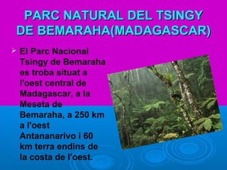 PARCPARC NATURAL DEL TSINGYNATURAL DEL TSINGY
DE BEMARAHA(MADAGASCAR)DE BEMARAHA(MADAGASCAR)
 El Parc Nacional
Tsingy de Bemaraha
es troba situat a
l'oest central de
Madagascar, a la
Meseta de
Bemaraha, a 250 km
a l'oest
Antananarivo i 60
km terra endins de
la costa de l'oest.
 