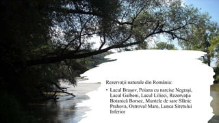 Rezervaţii naturale din România:
• Lacul Braşov, Poiana cu narcise Negraşi,
Lacul Galbeni, Lacul Lilieci, Rezervaţia
Botanică Borsec, Muntele de sare Slănic
Prahova, Ostrovul Mare, Lunca Siretului
Inferior
 