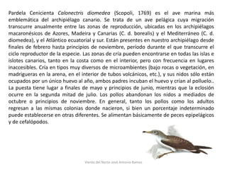 Pardela Cenicienta Calonectris diomedea (Scopoli, 1769) es el ave marina más
emblemática del archipiélago canario. Se trat...