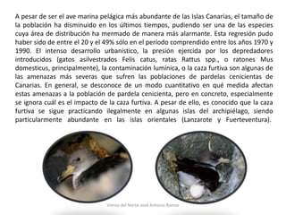 A pesar de ser el ave marina pelágica más abundante de las Islas Canarias, el tamaño de
la población ha disminuido en los ...