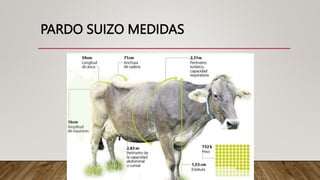 PARDO SUIZO MEDIDAS
 