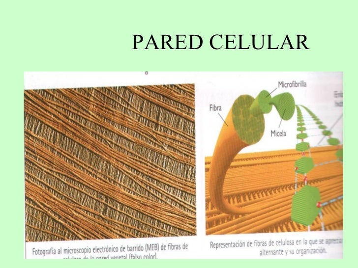 Pared Celular