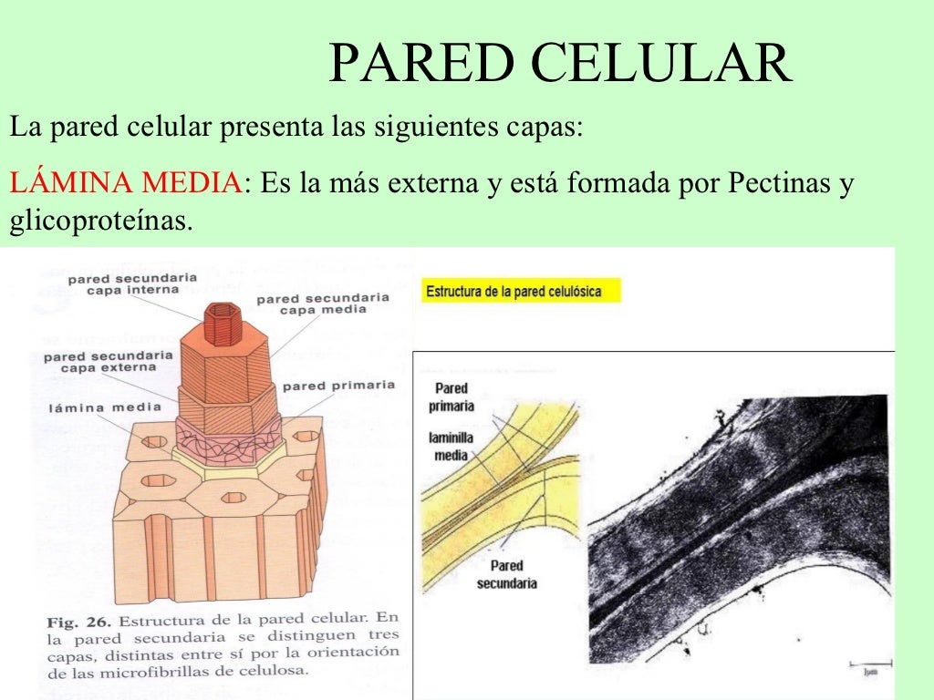 Pared Celular Pared Celular