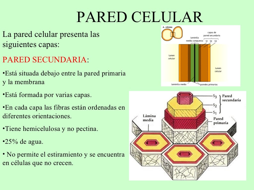 Pared Celular Pared Celular