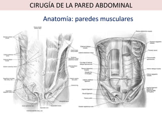 CIRUGÍA DE LA PARED ABDOMINAL
   Anatomía: paredes musculares
 