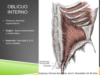 OBLICUO
INTERNO
 Fibras en dirección
superointerna
 Origen: fascia toracolumbar
y cresta iliaca.
 Inserción: línea alba y 9-12
arcos costales.
Anatomia y Tecnicas Quirurgicas. Jhon E. Skandalakis. Ed. Mc Graw
 