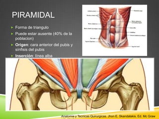 PIRAMIDAL
 Forma de triangulo
 Puede estar ausente (40% de la
poblacion)
 Origen: cara anterior del pubis y
sínfisis del pubis
 Inserción: línea alba
Anatomia y Tecnicas Quirurgicas. Jhon E. Skandalakis. Ed. Mc Graw
 