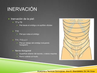 INERVACIÓN
 Inervación de la piel:
 T7 a T9
 Piel desde el ombligo a la apófisis xifoides
 T10
 Piel que rodea el ombligo
 T11, T12 y L1
 Piel por debajo del ombligo incluyendo
hipogastrio
 Nervio ilioinguinal
 Superficie anterior del escroto, o labios mayores
 Ramo cutáneo al muslo.
Anatomia y Tecnicas Quirurgicas. Jhon E. Skandalakis. Ed. Mc Graw
 