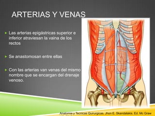 ARTERIAS Y VENAS
 Las arterias epigástricas superior e
inferior atraviesan la vaina de los
rectos
 Se anastomosan entre ellas
 Con las arterias van venas del mismo
nombre que se encargan del drenaje
venoso.
Anatomia y Tecnicas Quirurgicas. Jhon E. Skandalakis. Ed. Mc Graw
 