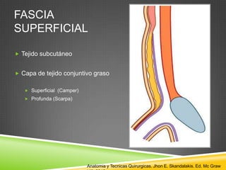 FASCIA
SUPERFICIAL
 Tejido subcutáneo
 Capa de tejido conjuntivo graso
 Superficial (Camper)
 Profunda (Scarpa)
Anatomia y Tecnicas Quirurgicas. Jhon E. Skandalakis. Ed. Mc Graw
 