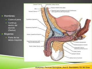  Hombres:
 Cubre el pene
 Continua
dentro del
escroto
(Dartos)
 Mujeres:
 Parte de los
labios mayores
Anatomia y Tecnicas Quirurgicas. Jhon E. Skandalakis. Ed. Mc Graw
 