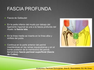 FASCIA PROFUNDA
 Fascia de Gallaudet
 En la parte inferior del muslo por debajo del
ligamento inguinal se une a la fascia profunda del
muslo: la fascia lata.
 En la línea media se inserta en la línea alba y
sínfisis del pubis
 Continua en la parte anterior del periné
insertándose en las ramas isquipubianas y en el
borde posterior de la membrana del periné,
llamándose fascia perineal superficial (fascia
de Colles).
Anatomia y Tecnicas Quirurgicas. Jhon E. Skandalakis. Ed. Mc Graw
 