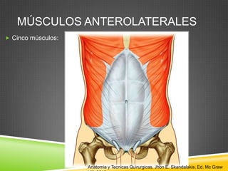 MÚSCULOS ANTEROLATERALES
 Cinco músculos:
Anatomia y Tecnicas Quirurgicas. Jhon E. Skandalakis. Ed. Mc Graw
 
