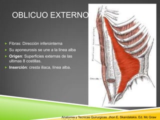 OBLICUO EXTERNO
 Fibras: Dirección inferointerna
 Su aponeurosis se une a la linea alba
 Origen: Superficies externas de las
ultimas 8 costillas.
 Inserción: cresta iliaca, línea alba.
Anatomia y Tecnicas Quirurgicas. Jhon E. Skandalakis. Ed. Mc Graw
 