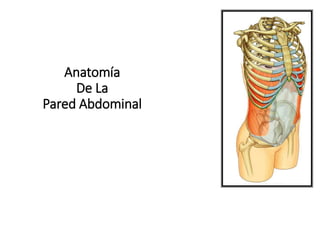 Anatomía
De La
Pared Abdominal
 