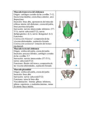 Musculo transverso del abdomen
Origen: cartílagos costales de las costillas 7-12,
fascia toracolumbar, cresta ilíaca anterior, arco
iliopectíneo
Inserción: línea alba, aponeurosis del músculo
oblicuo interno del abdomen ; cresta del pubis,
línea pectínea del pubis
Inervación: nervios intercostales inferiores (T7-
T11), nervio subcostal(T12), nervio
iliohipogástrico (L1), nervio ilioinguinal (L1)
Funciones:
Contracción bilateral - compresión de las
vísceras abdominales, espiración forzada
Contracción unilateral - rotación del tronco
(ipsilateral)
Musculo recto del abdomen
Origen: sínfisis del pubis, cresta del pubis
Inserción: proceso xifoides, cartílagos costales
de las costillas 5-7
Inervación: nervios intercostales (T7-T11),
nervio subcostal(T12)
Funciones: flexión del tronco, compresión de
las vísceras abdominales, espiración forzada
Musculo piramidal
Origen: sínfisis del pubis, cresta del pubis
Inserción: línea alba
Inervación: nervio subcostal(T12)
Funciones: tensa la línea alba
Vascularización: Arterias glúteas inferiores,
glúteas superiores, y pudendas internas, ramas
de arteria ilíaca interna.
 