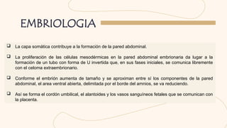 Embriología, Anatomía y Fisiología Completa de la Pared Abdominal | PPTX