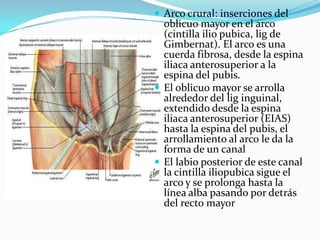  Arco crural: inserciones del
oblicuo mayor en el arco
(cintilla ilio pubica, lig de
Gimbernat). El arco es una
cuerda fibrosa, desde la espina
iliaca anterosuperior a la
espina del pubis.
 El oblicuo mayor se arrolla
alrededor del lig inguinal,
extendido desde la espina
iliaca anterosuperior (EIAS)
hasta la espina del pubis, el
arrollamiento al arco le da la
forma de un canal
 El labio posterior de este canal
la cintilla iliopubica sigue el
arco y se prolonga hasta la
línea alba pasando por detrás
del recto mayor
 