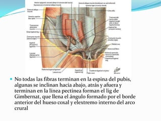  No todas las fibras terminan en la espina del pubis,
algunas se inclinan hacia abajo, atrás y afuera y
terminan en la línea pectinea forman el lig de
Gimbernat, que llena el ángulo formado por el borde
anterior del hueso coxal y elextremo interno del arco
crural
 
