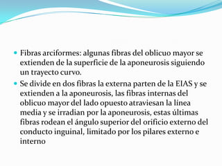  Fibras arciformes: algunas fibras del oblicuo mayor se
extienden de la superficie de la aponeurosis siguiendo
un trayecto curvo.
 Se divide en dos fibras la externa parten de la EIAS y se
extienden a la aponeurosis, las fibras internas del
oblicuo mayor del lado opuesto atraviesan la línea
media y se irradian por la aponeurosis, estas últimas
fibras rodean el ángulo superior del orificio externo del
conducto inguinal, limitado por los pilares externo e
interno
 