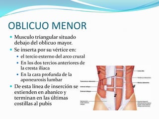 OBLICUO MENOR
 Musculo triangular situado
debajo del oblicuo mayor.
 Se inserta por su vértice en:
 el tercio externo del arco crural
 En los dos tercios anteriores de
la cresta iliaca
 En la cara profunda de la
aponeurosis lumbar
 De esta línea de inserción se
extienden en abanico y
terminan en las últimas
costillas al pubis
 