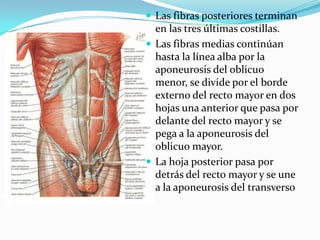  Las fibras posteriores terminan
en las tres últimas costillas.
 Las fibras medias continúan
hasta la línea alba por la
aponeurosis del oblicuo
menor, se divide por el borde
externo del recto mayor en dos
hojas una anterior que pasa por
delante del recto mayor y se
pega a la aponeurosis del
oblicuo mayor.
 La hoja posterior pasa por
detrás del recto mayor y se une
a la aponeurosis del transverso
 