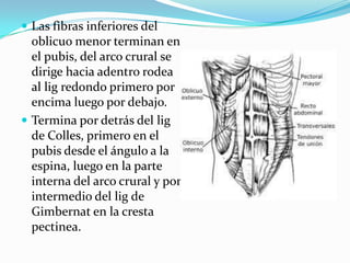  Las fibras inferiores del
oblicuo menor terminan en
el pubis, del arco crural se
dirige hacia adentro rodea
al lig redondo primero por
encima luego por debajo.
 Termina por detrás del lig
de Colles, primero en el
pubis desde el ángulo a la
espina, luego en la parte
interna del arco crural y por
intermedio del lig de
Gimbernat en la cresta
pectinea.
 