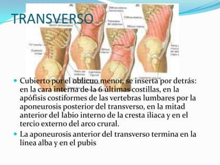 TRANSVERSO
 Cubierto por el oblicuo menor, se inserta por detrás:
en la cara interna de la 6 últimas costillas, en la
apófisis costiformes de las vertebras lumbares por la
aponeurosis posterior del transverso, en la mitad
anterior del labio interno de la cresta iliaca y en el
tercio externo del arco crural.
 La aponeurosis anterior del transverso termina en la
línea alba y en el pubis
 