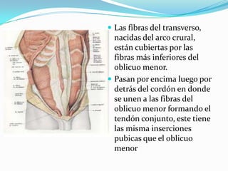  Las fibras del transverso,
nacidas del arco crural,
están cubiertas por las
fibras más inferiores del
oblicuo menor.
 Pasan por encima luego por
detrás del cordón en donde
se unen a las fibras del
oblicuo menor formando el
tendón conjunto, este tiene
las misma inserciones
pubicas que el oblicuo
menor
 