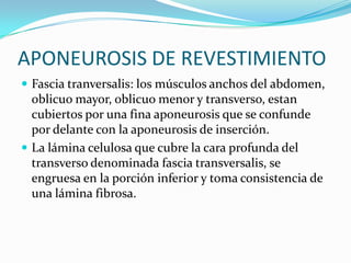 APONEUROSIS DE REVESTIMIENTO
 Fascia tranversalis: los músculos anchos del abdomen,
oblicuo mayor, oblicuo menor y transverso, estan
cubiertos por una fina aponeurosis que se confunde
por delante con la aponeurosis de inserción.
 La lámina celulosa que cubre la cara profunda del
transverso denominada fascia transversalis, se
engruesa en la porción inferior y toma consistencia de
una lámina fibrosa.
 