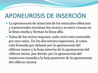 APONEUROSIS DE INSERCIÓN
 La aponeurosis de inserción de los músculos oblucuos
y transversales envainan los rectos y se entre cruzan en
la línea media y forman la línea alba
 Vaina de los rectos mayores: cada recto está contenido
por una vaina. En los dos tercios superiores, la vaina
está formada por delante por la aponeurosis del
oblicuo mayor y la hoja anterior de la aponeurosis del
oblicuo meno, por detrás, por la aponeurosis del
transverso reunida a la hoja posterior de la aponeurosis
del oblicuo menor.
 
