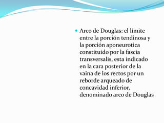  Arco de Douglas: el límite
entre la porción tendinosa y
la porción aponeurotica
constituido por la fascia
transversalis, esta indicado
en la cara posterior de la
vaina de los rectos por un
reborde arqueado de
concavidad inferior,
denominado arco de Douglas
 
