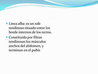  Línea alba: es un rafe
tendinoso situado entre los
borde internos de los rectos.
 Constituida por fibras
tendinosas los músculos
anchos del abdomen, y
terminan en el pubis
 