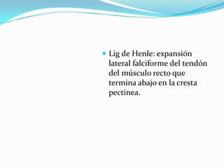  Lig de Henle: expansión
lateral falciforme del tendón
del músculo recto que
termina abajo en la cresta
pectinea.
 