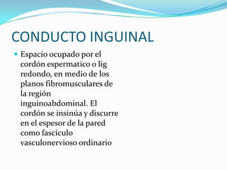 CONDUCTO INGUINAL
 Espacio ocupado por el
cordón espermatico o lig
redondo, en medio de los
planos fibromusculares de
la región
inguinoabdominal. El
cordón se insinúa y discurre
en el espesor de la pared
como fascículo
vasculonervioso ordinario
 