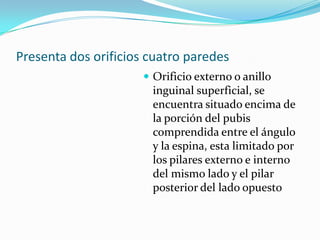 Presenta dos orificios cuatro paredes
 Orificio externo o anillo
inguinal superficial, se
encuentra situado encima de
la porción del pubis
comprendida entre el ángulo
y la espina, esta limitado por
los pilares externo e interno
del mismo lado y el pilar
posterior del lado opuesto
 