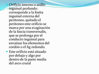  Orificio interno o anillo
inguinal profundo:
corresponde a la fosita
inguinal externa del
peritoneo, quitado el
peritoneo este orificio se
marca por una evaginación
de la fascia transversalis,
que se prolonga por el
conducto inguinal para
envainar los elementos del
cordón o el lig redondo.
 Este orificio está situado
por debajo y algo por
dentro de la parte media
del arco crural
 